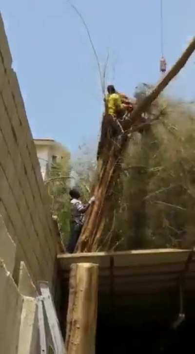 WCGW cutting down a tree. (NSFW AF)