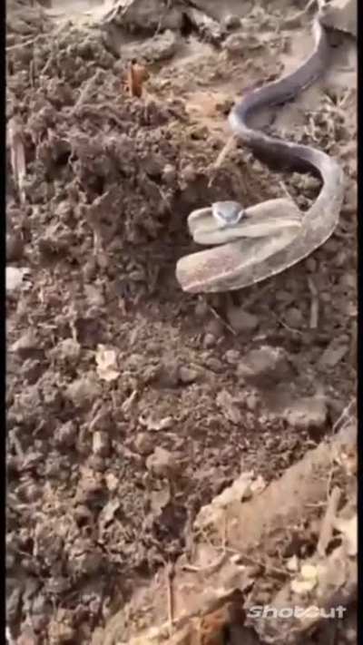 snek_irl
