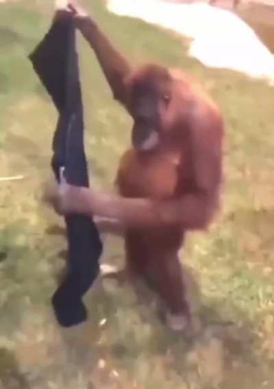 Smooth monke never fails to amaze
