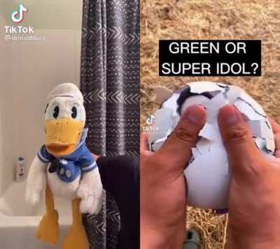 Duck