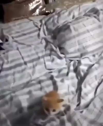 🦷
