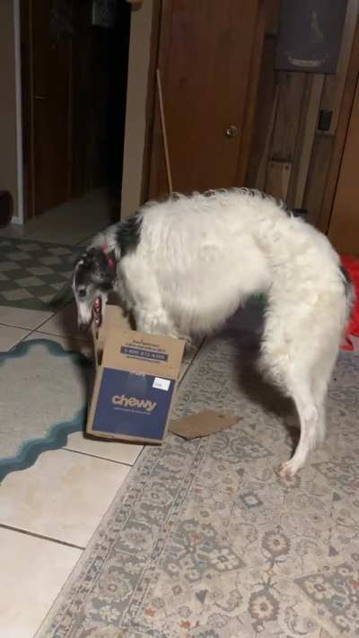 lobo the shredder