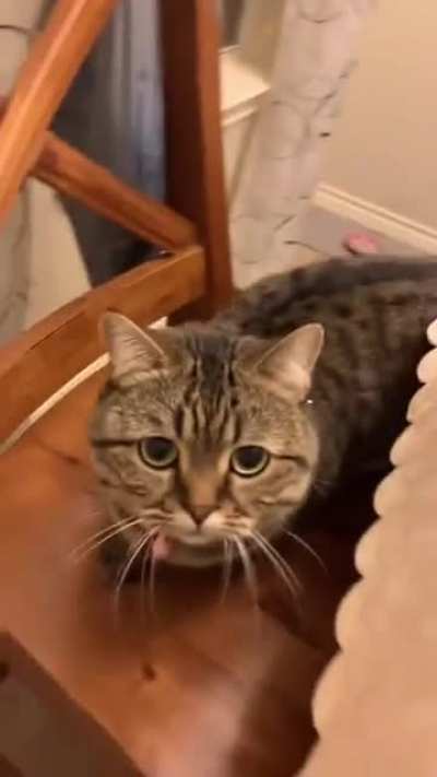 Moldy Cat