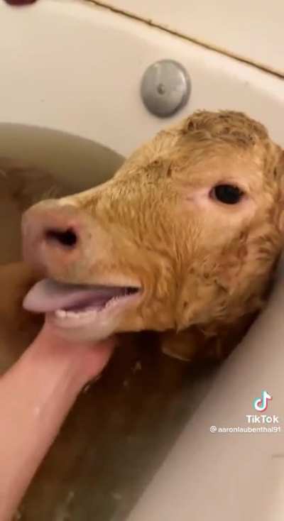 Calf in da baff