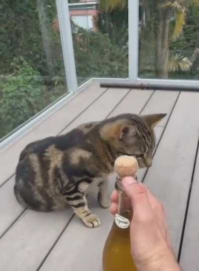 caT sTRuCK by moRtaR fIRE in hoRriFic dIsPlAy OF brUTaLITY