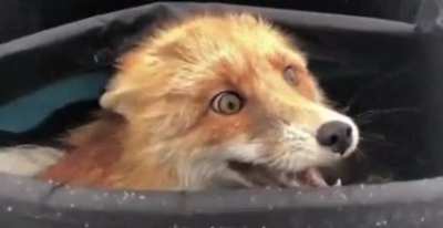 A wild fox discovered in a fisherman&rsquo;s bag after eating all the fish