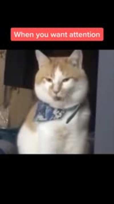 if you love cats check my youtube channel &amp;lt;3  
