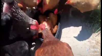 just chickens