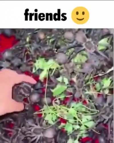 Friends