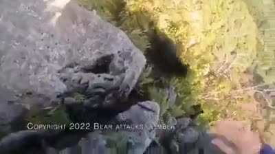 Beating up a bear.