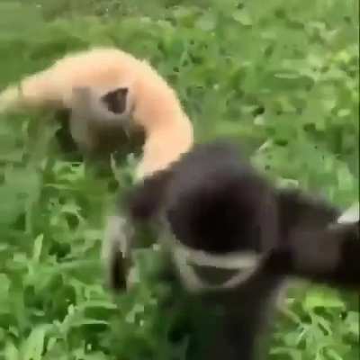 Monke.