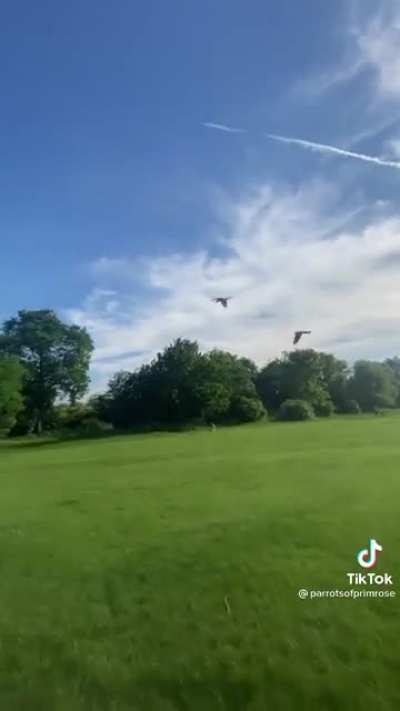 Flying the parrots at the park