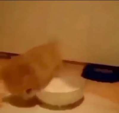 milk