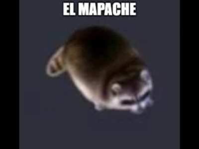 el mapache