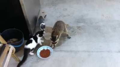 Raccoons have learned to mimic actual thieves by running away bipedally from the scene of the crime.