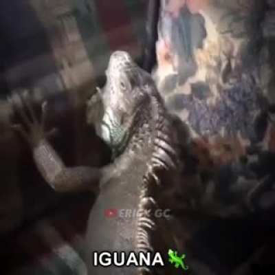 🦎🦎