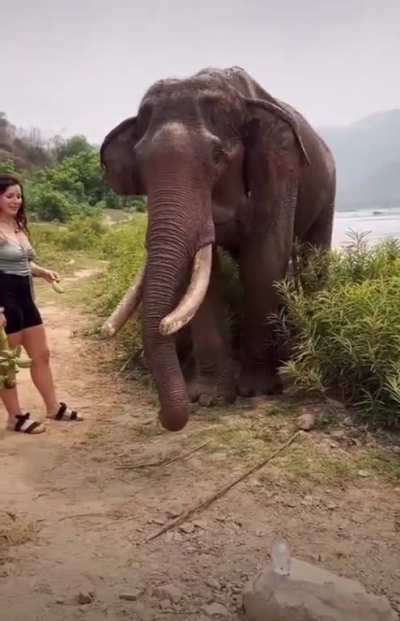 Don&lsquo;t fuck around with wild animals
