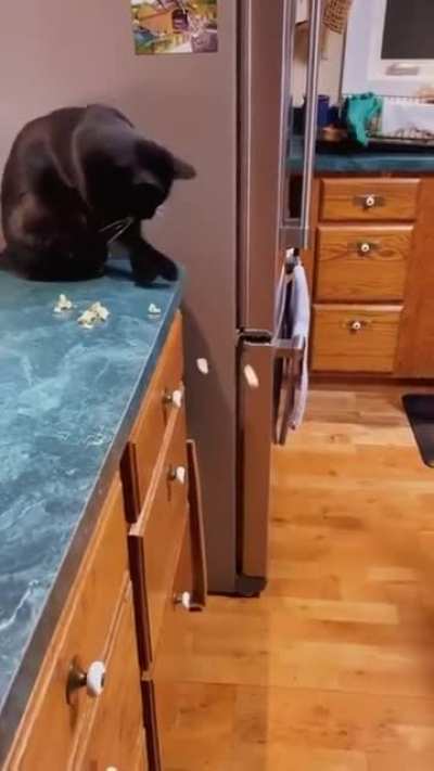 Cats vs Dogs
