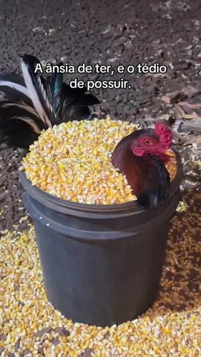 &Acirc;nsia de ter