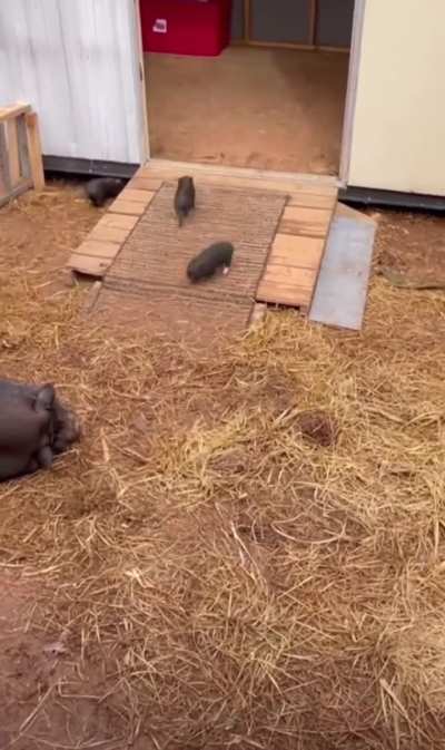 wunkies