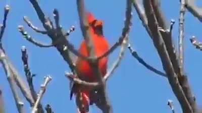 Por si nunca han escuchado el hermoso cantar de un Cardenal, as&iacute; es.