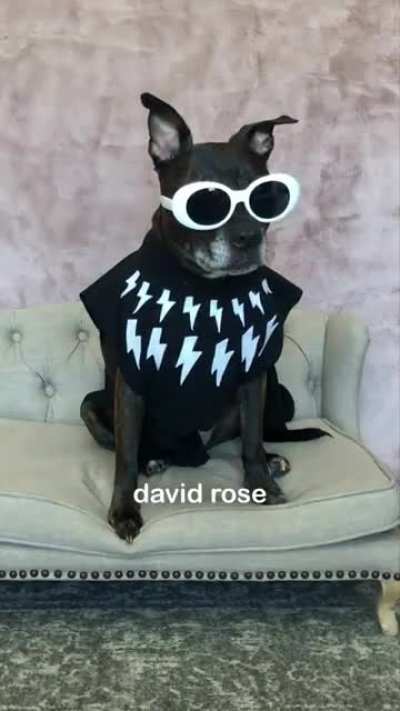 This dog is so cute, and schitts creek is my favorite show!