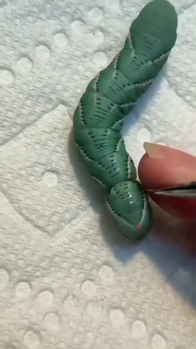 Poor little guy