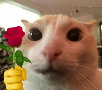 Mire u/SaquenmeDeVenezuela7, le traje una rosa