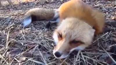 Fox goes AAAAAAA