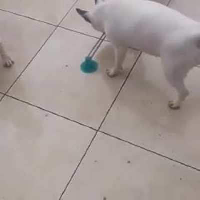 dog toy