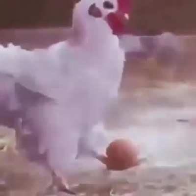 GALLOBOL
