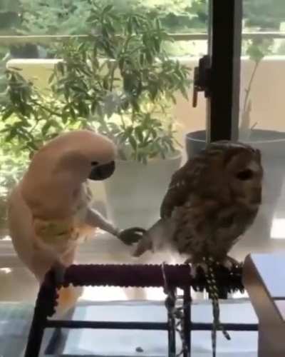 Mmm those feathers look delicious