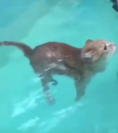 Swim