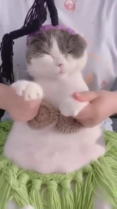 Thanks i hate belly dancing cat