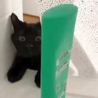 cats - Video #1233