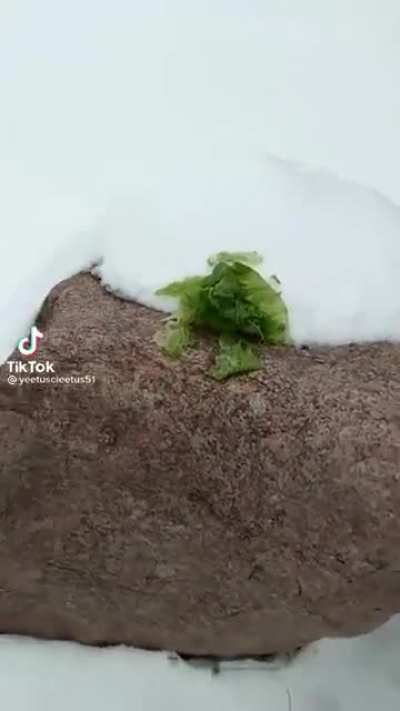 Lettuce is healthy for you