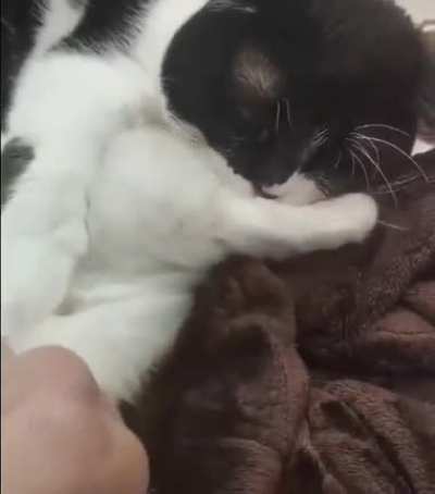 Cat division