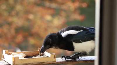 Magpie's breakfast