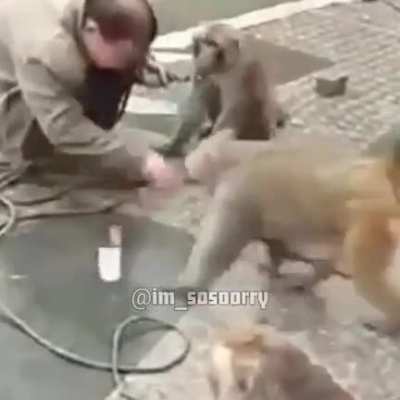 monke