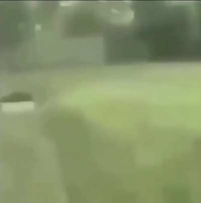 cursed creature
