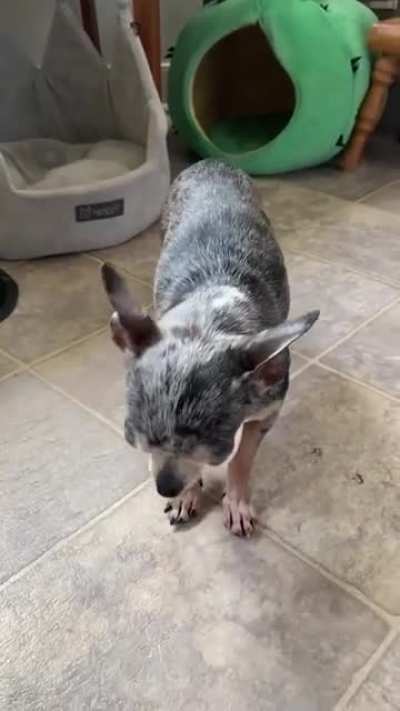 She&rsquo;s very shy about showing off her best trick