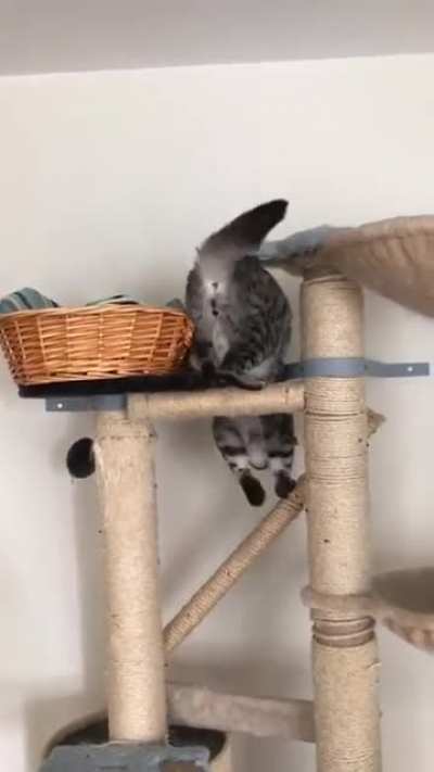 A talented kitty