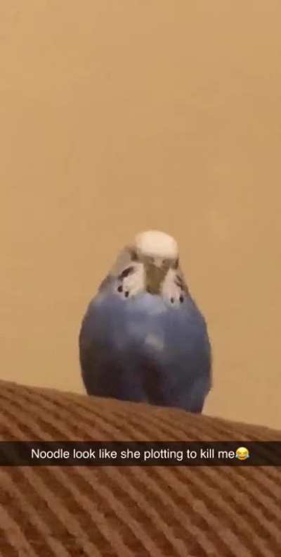 I&rsquo;m starting to think my Birb is secretly a Hitman