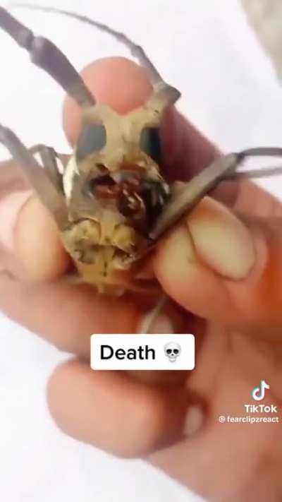 Death