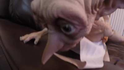 dobby chandelier but it's ag cook