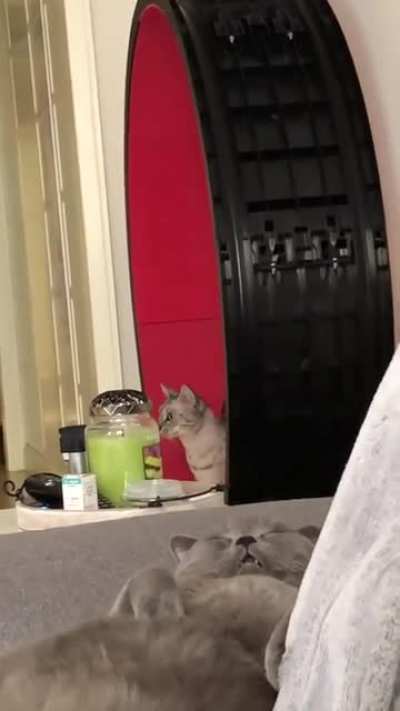 Two types of cats