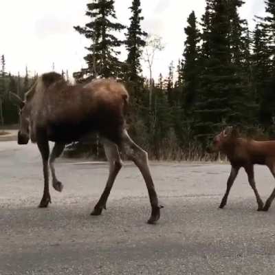 Absolute unit