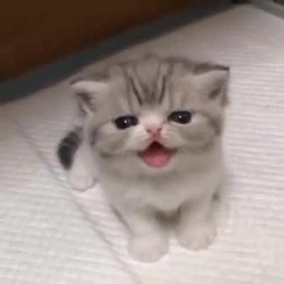 Criminal cat angry roar