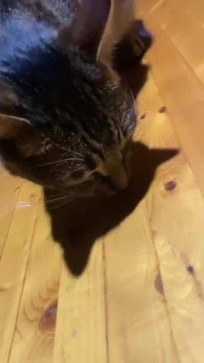 Cat eetin&rsquo; noodle