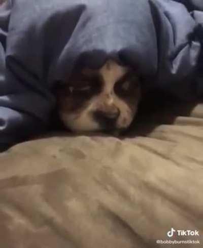 Here have a "Dog"